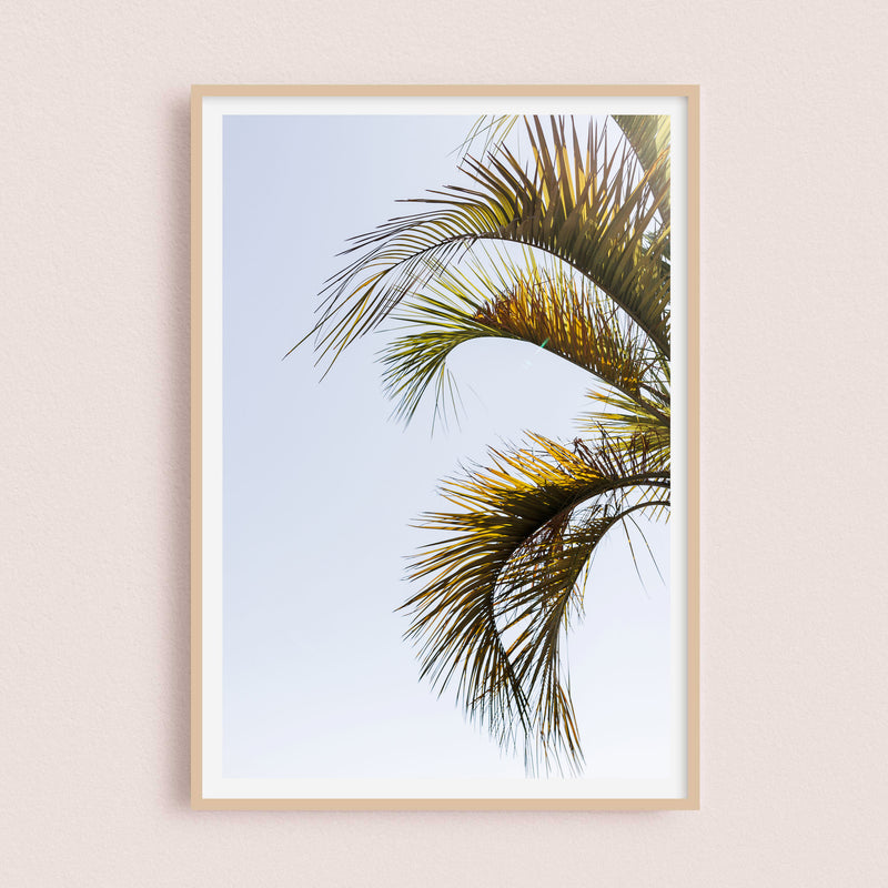 Palm tree | Martigues, France - 21x30cm